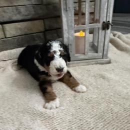 Kylie - Tri-color female Bernedoodle puppy in Hackleburg, Alabama from The Doodle Patch