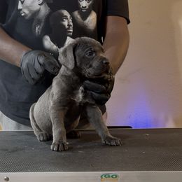 Timmy - Gray male Cane Corso puppy in East End, Arkansas from Kyrell Johnson