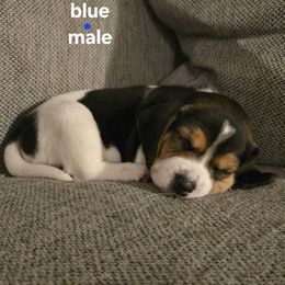 Beagle Puppies from Tracker sky beagles