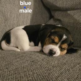 Beagle Puppies from Tracker sky beagles