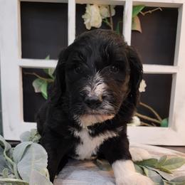 Aussiedoodle and Goldendoodle Puppies from Hunting Creek Kennels