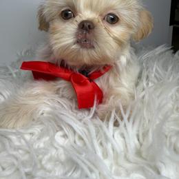 Luxe - Liver male Shih Tzu puppy in Fort Lauderdale, Florida from Shih Tzu’s  ‘N’ Love