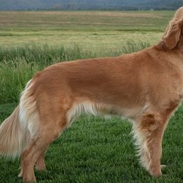 Maya - Golden Retriever