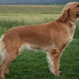 Maya - Golden Retriever