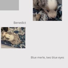 Miniature Australian Shepherd Puppies from Laurie Chason