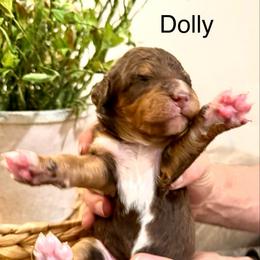 Dolly Parton - Tri-color female Bernedoodle puppy in Draper, Utah from Salt City Farm