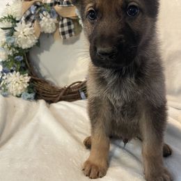 Sam - Sable German Shepherd puppy in Jacksonville, Florida from J & J Ranch