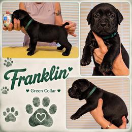 Boy 6 - Black male Cane Corso puppy in Scott County, Tennessee from Nuovo Inizi Kennels