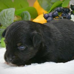 Coal - Black & white male Australian Shepherd puppy in Ranger, Texas from Outback Mini Aussies