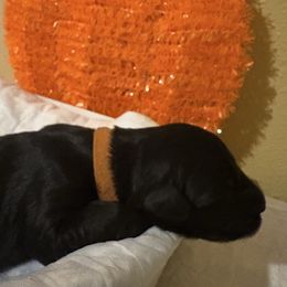 Max - Black female Giant Schnauzer puppy in Houston, Texas from Elevated Pearl Giants