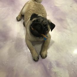 Pug Puppies from Hopestars Pugs