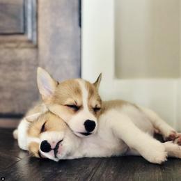 Pembroke Welsh Corgi Puppies from Lucky Pups Corgis