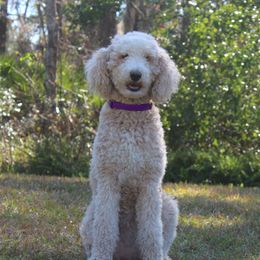 Bailey - Poodle