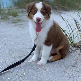 Australian Shepherds from LKN Aussies