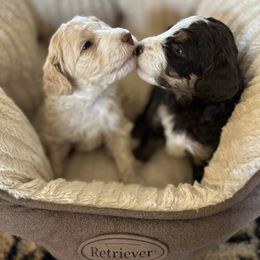 Bernedoodle Puppies from Oodles of Bernedoodles