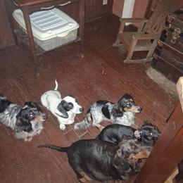 EmmyLou - Piebald female Dachshund puppy in Paducah, Kentucky from Donette's Doxies