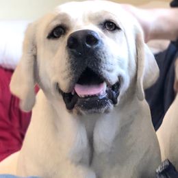 Labrador Retriever All Grown Up from Chateau St. John