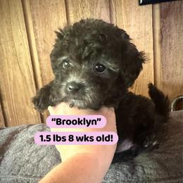Brooklyn - Black & white female Maltipoo puppy in Coal City, Indiana from Angel Blue Dogs