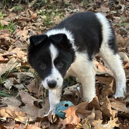 Delta - Black and white female Border Collie puppy in Jonesboro, Arkansas from Hampton Border Collies