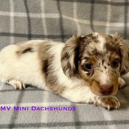 Rain - Dapple female Dachshund puppy in Carlsbad, Texas from MV Mini Dachshunds
