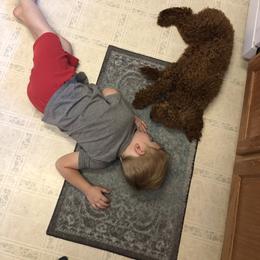Goldendoodle All Grown Up from Blushing Doodles
