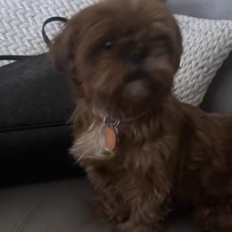 Shih Tzus and Yorkshire Terriers from Friends4everkennel LLC