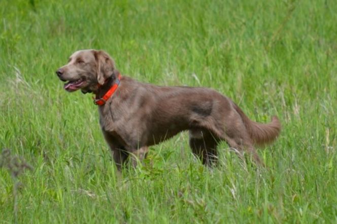 Long Haired Weimaraner