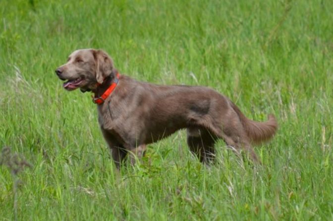 Long Haired Weimaraner
