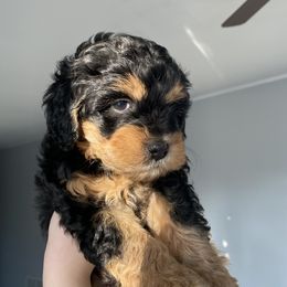 Bernedoodle Puppies from Pearce Pups