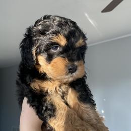 Bernedoodle Puppies from Pearce Pups