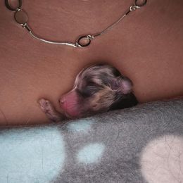 Vixen - Blue merle female Miniature Australian Shepherd puppy in Arlington, Texas from CopperHead Aussies