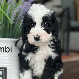 Bambie - Sheepadoodle puppy from Redcay's Mini Bernedoodles