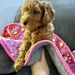 Bridget - Red  female Goldendoodle puppy in Conklin, Michigan from Lake Michigan Couture Cavapoos & Cockapoos