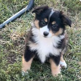Black tri male - Black tri male Miniature Australian Shepherd puppy in Graham, North Carolina from Thompson Farm Mini Aussies