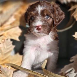 Marilyn - Brown female Double Doodle puppy in Prescott Valley, Arizona from Ramirez Family Doodles