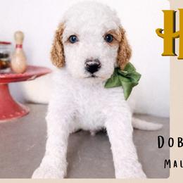 Dobby - Parti male Goldendoodle puppy in Hilton, New York from The House of Goldendoodle