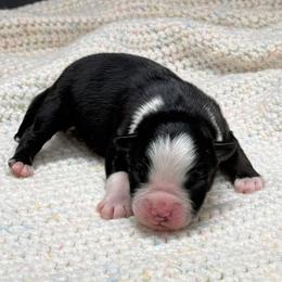 Mercedes - male Miniature Australian Shepherd puppy in Covington, Pennsylvania from Rigas Mini Aussies LLC