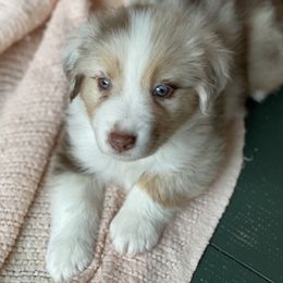 Miniature Australian Shepherd Puppies from Water's Edge Aussies