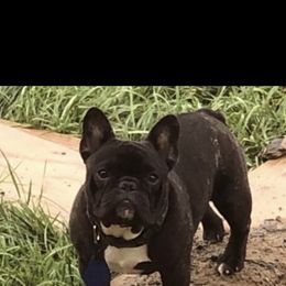 Pote - French Bulldog