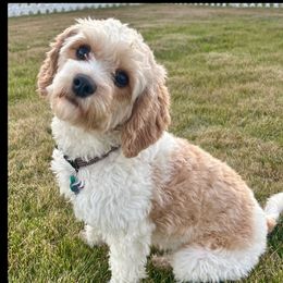 Penny - Cavapoo
