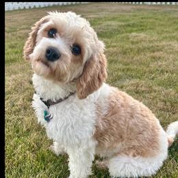 Penny - Cavapoo