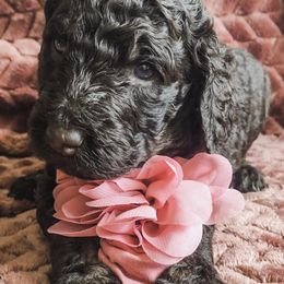 Goldendoodles from Peggy's Goldendoodles
