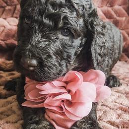 Goldendoodles from Peggy's Goldendoodles