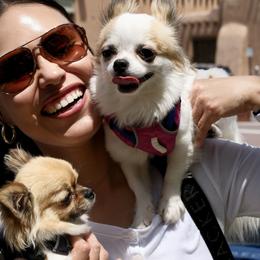 Chihuahuas from Rockstar Chihuahuas