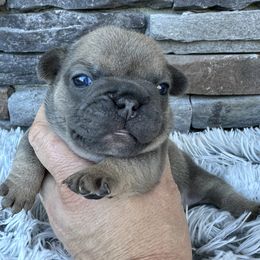 Iris - Tricolors female French Bulldog puppy in Jacksonville, Florida from Jacksonville Frenchies