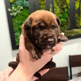 Choco - Gold brindle male Dutch Shepherd puppy in Signal Mountain, Tennessee from Torgun Police Dogs