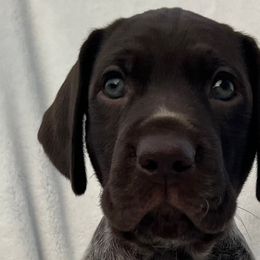 German Shorthaired Pointers, Golden Retrievers, and Great Danes from Northern Lights Goldens