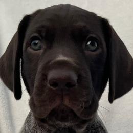 German Shorthaired Pointers, Golden Retrievers, and Great Danes from Northern Lights Goldens