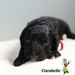 Clarabelle - Black female Cockapoo puppy in Canastota, New York from Silver City Cockapoos