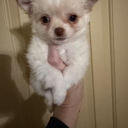 Cream - Cream male Chihuahua puppy in Williamsburg, Virginia from PAWSitive Cheeky Chihuahuas